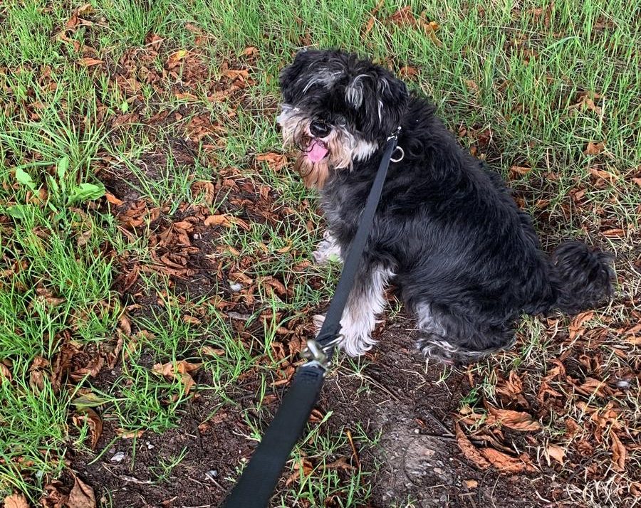 Hund an der Leine bei einem Spaziergang im Grünen.
