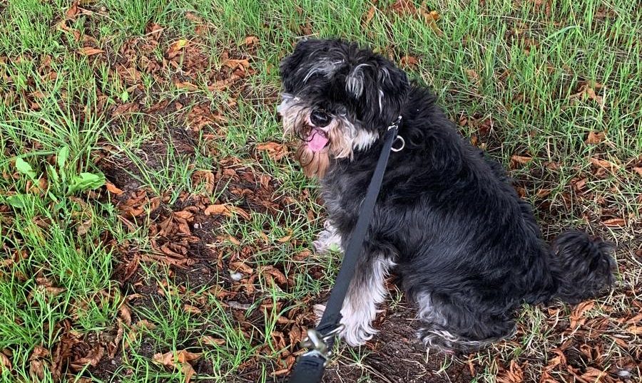Hund an der Leine bei einem Spaziergang im Grünen.