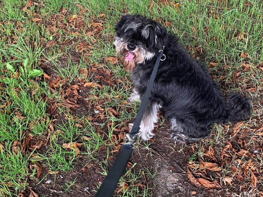 Hund an der Leine bei einem Spaziergang im Grünen.